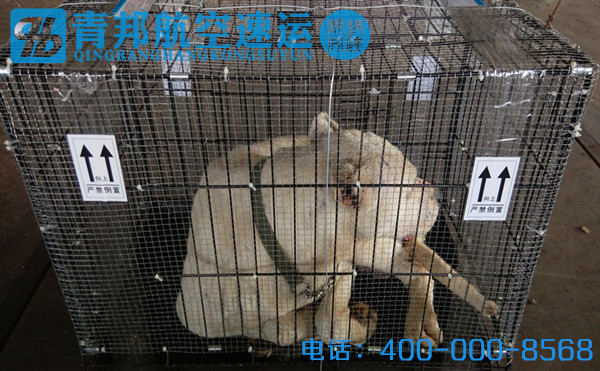 已经入库准备装机!航班3571 航空货运单号30677102 向上标签提醒搬运工不能拖摔宠物笼子,贴心服务细节只为了客户货物更安全! 铁丝网最后再加固,不仅防止宠物狗狗在货舱逃逸,更是按照民航货运规定操作,有图有真相,客户更放心! 青邦航空速运以做受人尊重的百年企业为愿景,为争做国内国际一流空运企业而努力奋斗。 为感恩客户、回报社会,青邦航空速运将在国家各级政府及民航管理局的正确领导下,在社会各界的大力支持 下,抓住当前空运业难得的发展机遇,开拓创新,锐意进取! 全力打造网络信息化,服